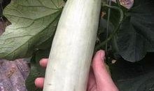 吃网红瓜的群,吃瓜群众眼中的明星幕后故事