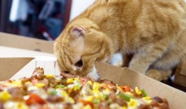 猫猫永不为奴娱乐吃瓜酱,揭秘娱乐圈幕后趣闻