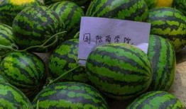 免费吃瓜群聊,揭秘网络社交新潮流