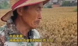 网友爆料老农民视频播放,真实生活片段引发网友热议
