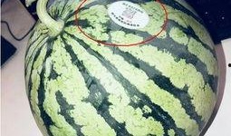 澳门网红吃瓜,揭秘娱乐圈幕后故事