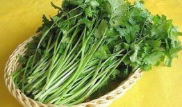 香菜管理爆料怎么做视频,视频制作攻略全解析