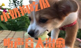 娱乐吃瓜酱送小狗视频下载,萌宠来袭，温馨瞬间尽收眼底