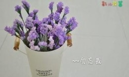 勿忘我在线观看视频,穿越时光的深情守候